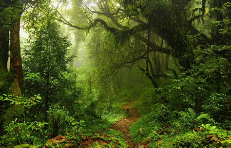 wallpaper summer forest   wallpaper green trees