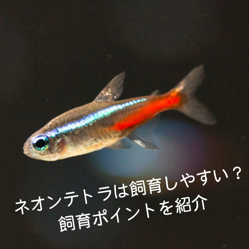 アクア事業部監修 ネオンテトラは飼育しやすい ネオンテトラの飼育ポイントを紹介 小動物の総合情報サイト ペットスマイルニュースforスモマル