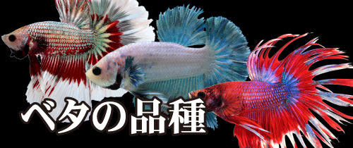 ベタ 神畑養魚株式会社