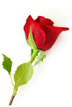 Image result for rose thorn