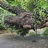 Árvore que caiu na rua Cubatão durante chuva