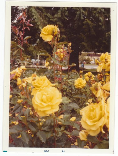 Photography Scans - The Weirdness - Tlilted Yellow Flowers by pedter