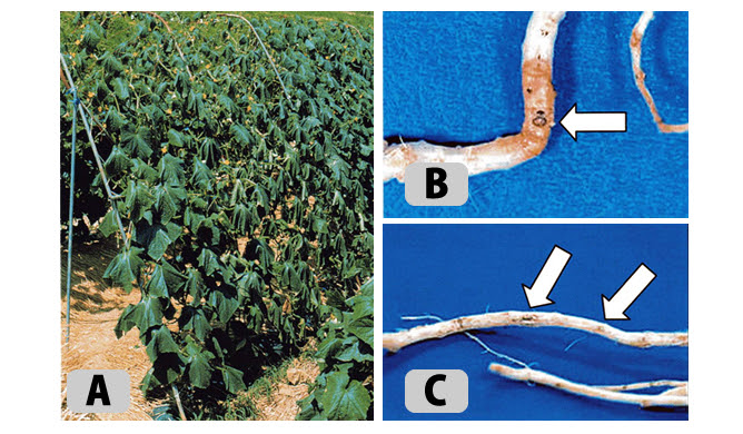 キュウリホモプシス根腐病回避技術 てんろ石灰 ミネックス株式会社