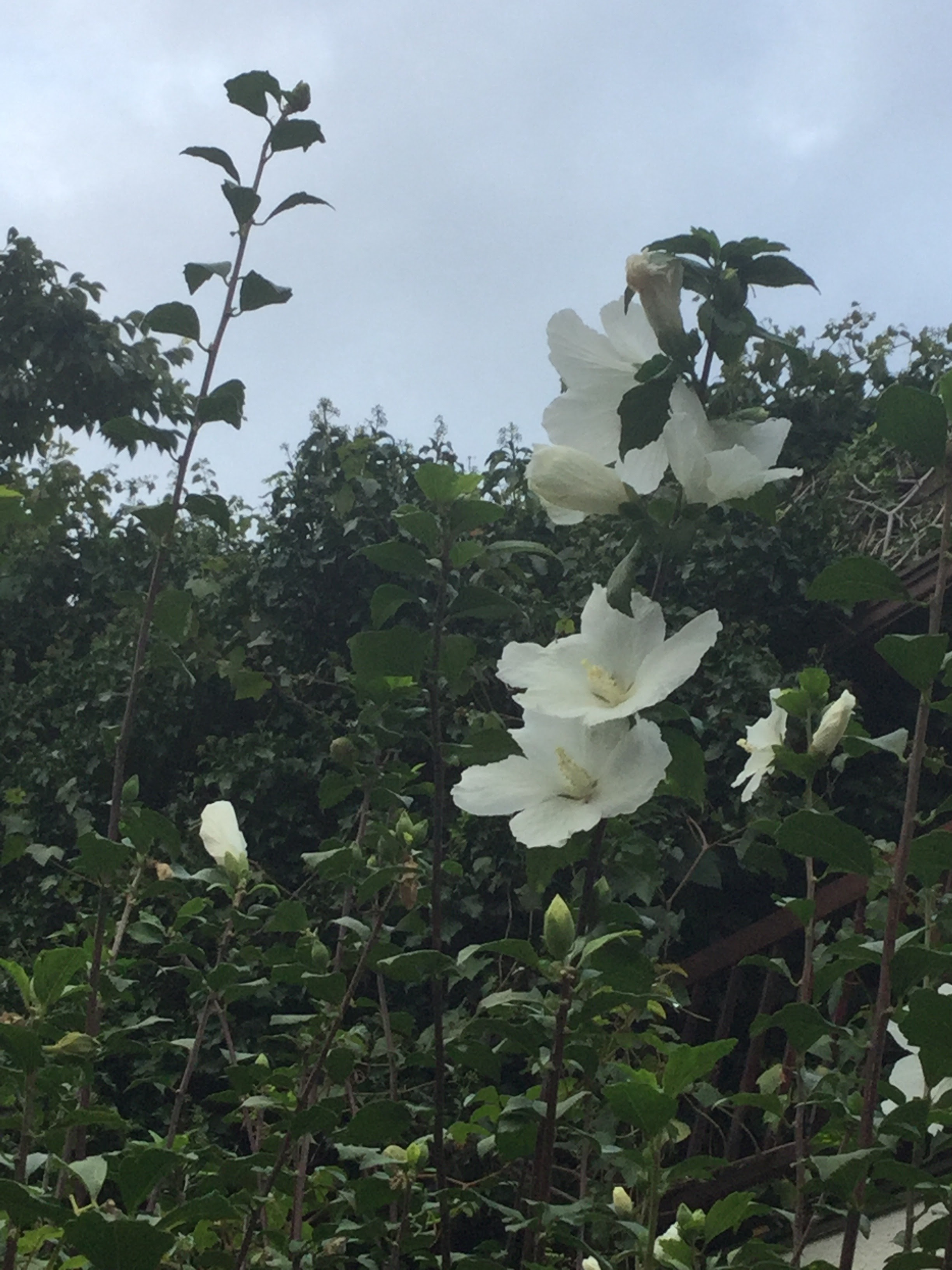 花 短歌短歌 英語のポエム添え