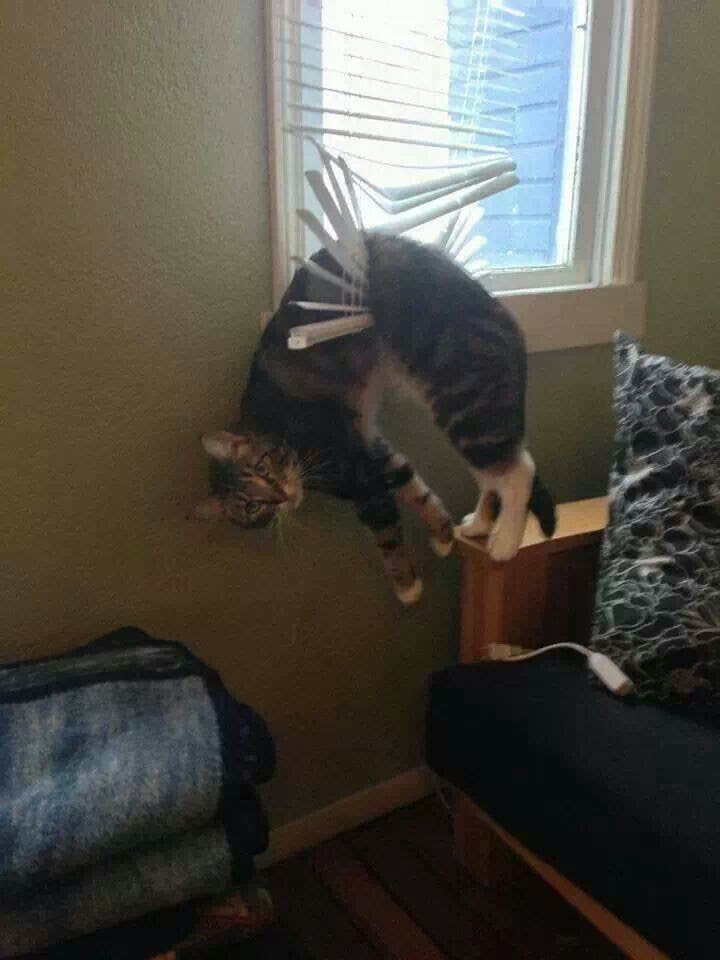 Funny pic of cat caught in venetian blinds 