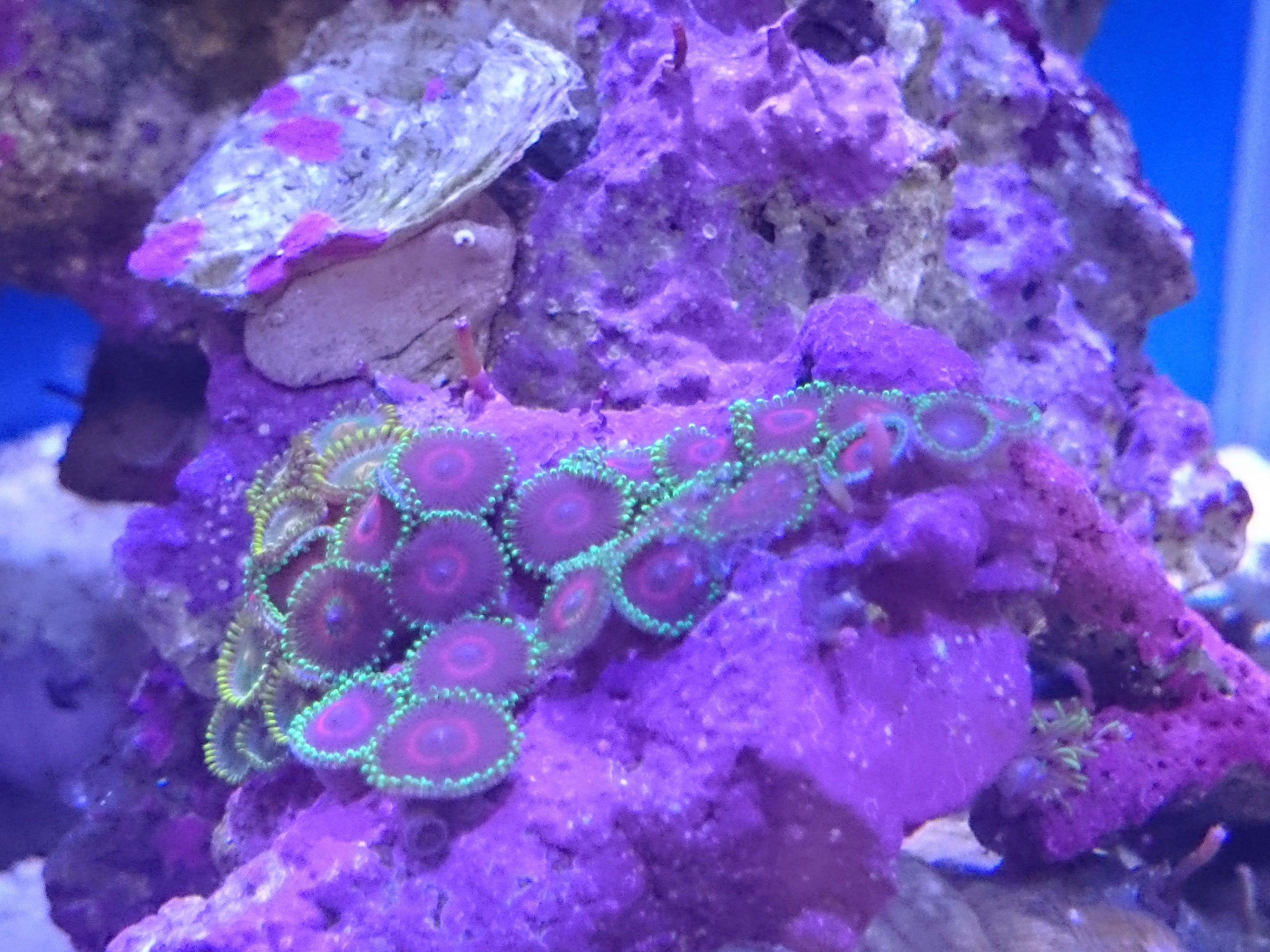 ライブロックに爆殖中の謎の棒状生物 駆除対象 30cm水槽の海水魚飼育