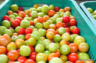 tomatoes.jpg