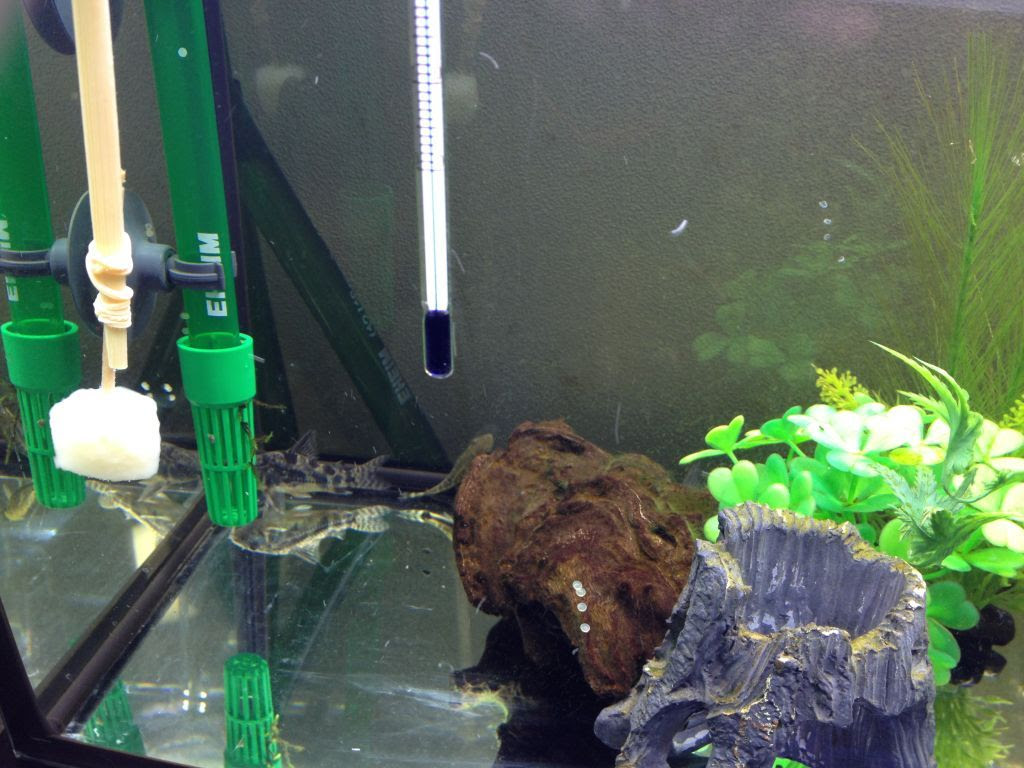 コリドラス稚魚４０日目 稚魚とベアタンク水槽のtポジション 再び