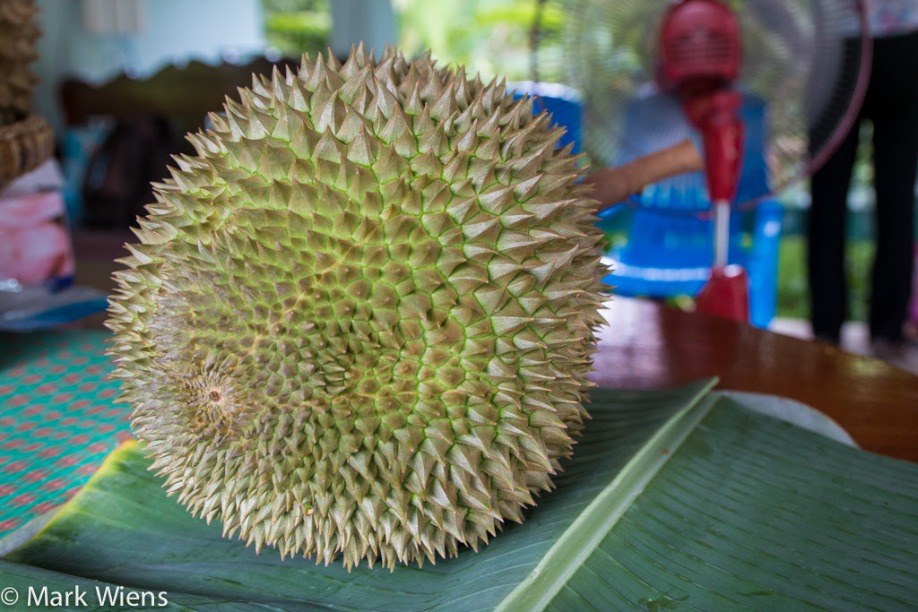 durian thailand 59 X2 Durian Garden of Eden   Eating the King Of Fruits in Nonthaburi