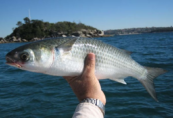 http://www.agraria.org/pesci/cefalo1.jpg
