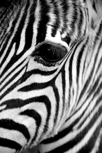 Black And White Stripes Zebra. They are lack with white