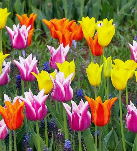 beautiful tulips flowers photo  fanpop
