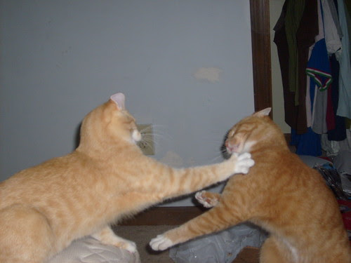 Cat Fight