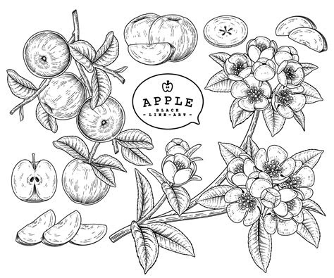 vector sketch apple fruit  flower hand drawn botanical decorative