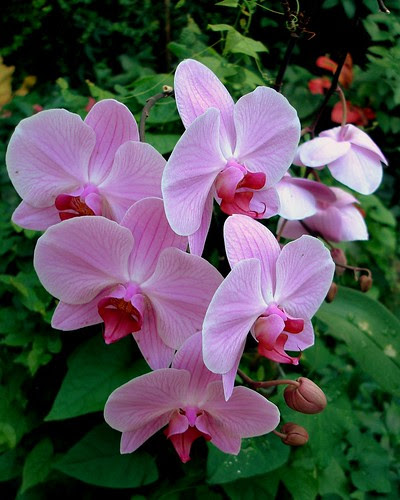 Phalaenopsis