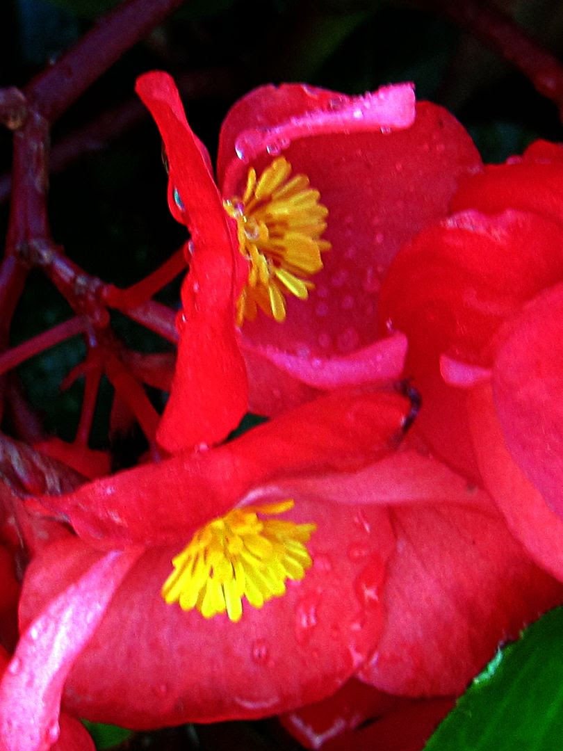 More flowers!