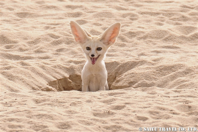 サハラ砂漠 Sahara Desert ワイルドライフ Wildlife 世界の野生動物観察日記
