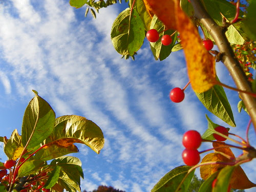 Chicago Botanic Garden (98)