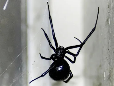brown widow spider bites pictures. file 7: Black widow spider