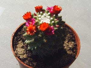 Cactus Flowers - Real or Fake? On-line Guide to the ...