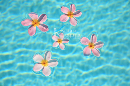 ストックフォト プルメリア ピンク2