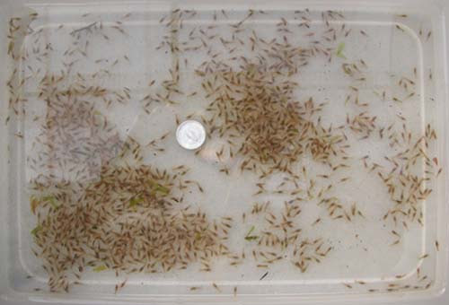 05 10 09 ザリガニの水をかえてあげようとして メス ザリガニを捕まえてビックリ なんとっ お腹に卵を抱えているではないかっ やっと 産まれたか 先月 何回か交尾している姿はみかけた ネットで調べてみると交尾後 約２週間で産卵