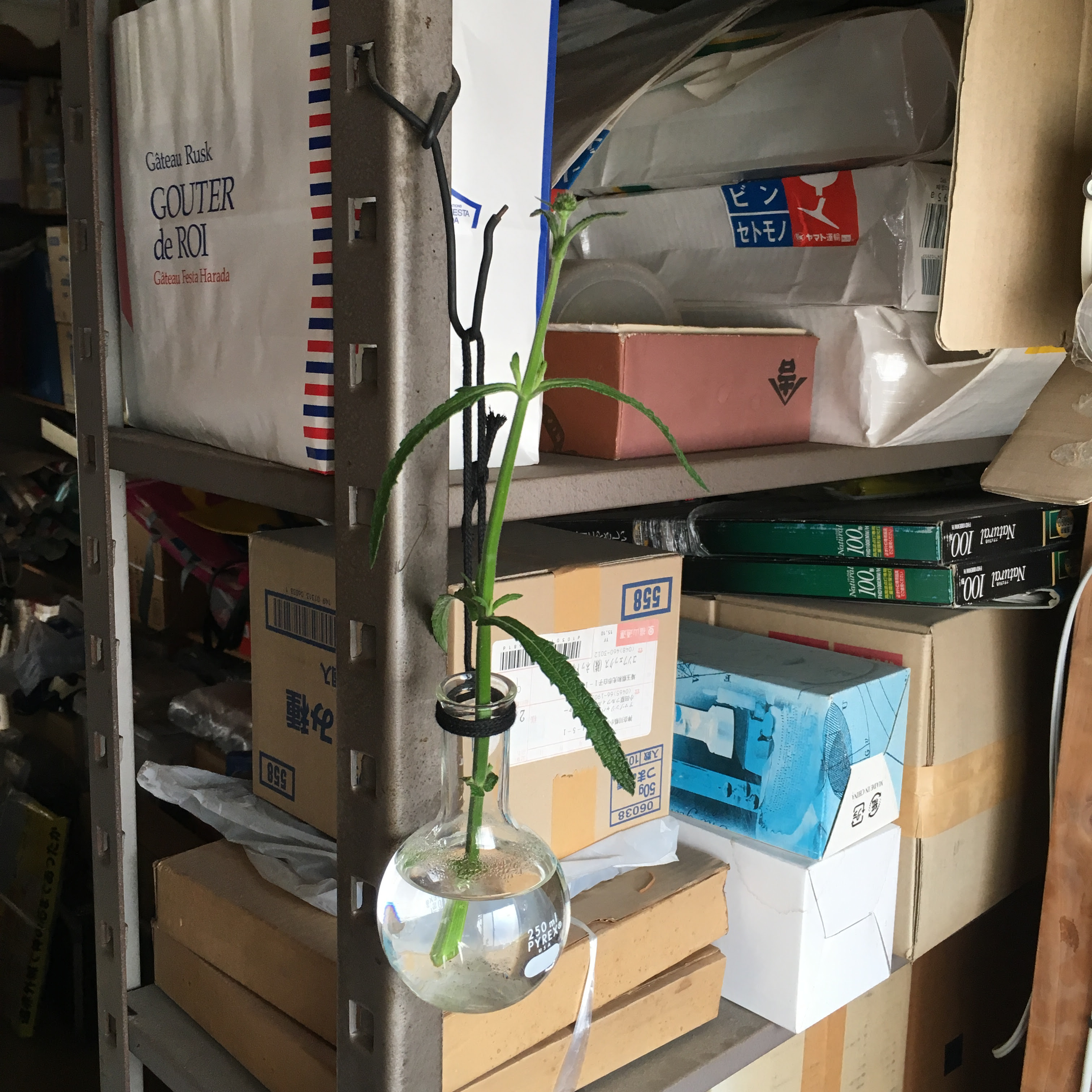 三尺バーベナ 柳花笠 の挿し木 電気屋さんのひとりごと