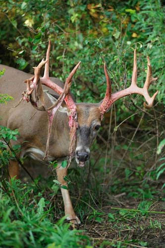 How Deer Peel Antler Velvet - 333 x 500 jpeg 71kB
