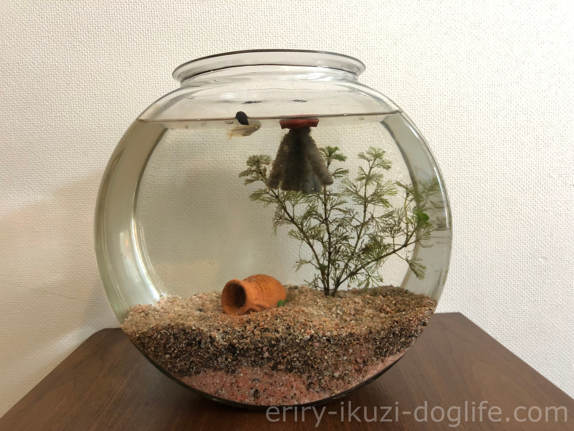初めてのめだか飼育 最低限必要なものは 飼い方はどうする おすすめ飼育用品 Hugkumi 日々のはぐくみから