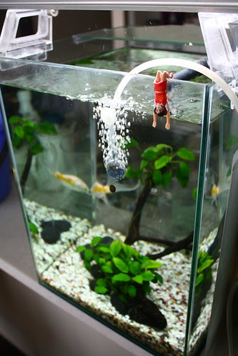 エアレーションとガラス面の緑藻の関係やいかに 水玉のアクア日和 金魚と水草