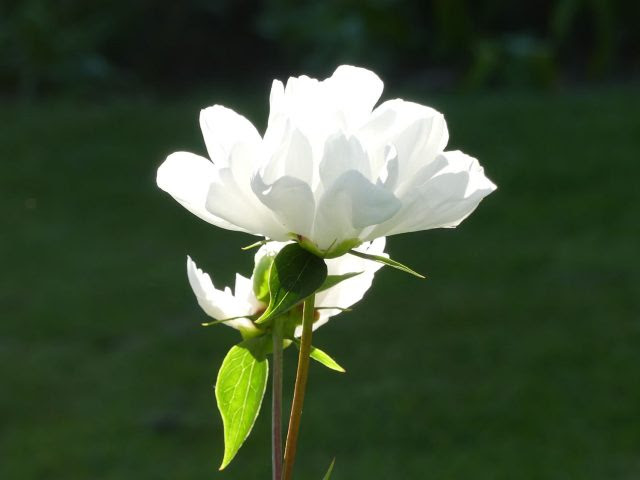 White Innocence peony