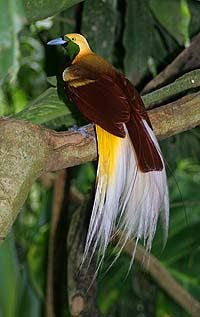 Cenderawasih kuning kecil (Paradisaea minor) salah satu satwa yang ... Cenderawasih kuning kecil (Paradisaea minor) salah satu satwa yang ...