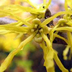 close-up of witch hazel bloom