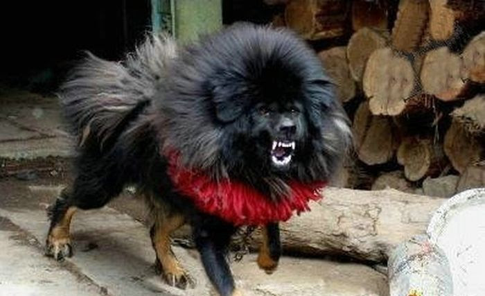 Acid Picdump (80 pics)