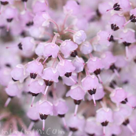ジャノメエリカ 蛇の目エリカ の花の写真 花言葉 みみみんブログ