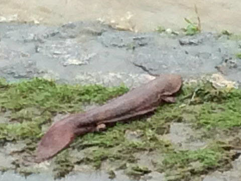 京都の鴨川でオオサンショウウオを発見 でもその後どうなるの を調べてみました Buzzap