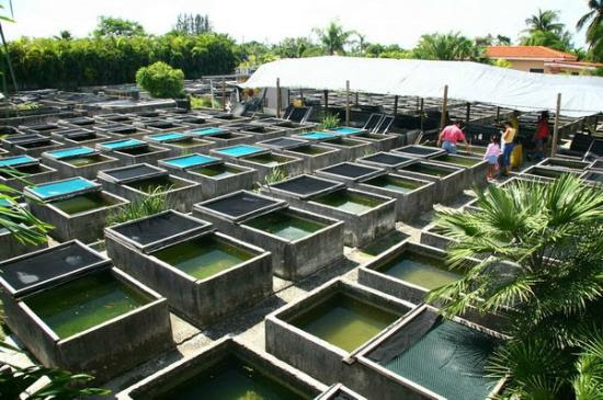 Neighborhood Fish Farm (Miami, FL): Hours, Address ...