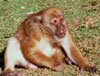 assam macaque