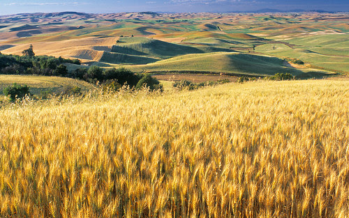 windows 7 ultimate wallpaper_14. Wheat Fied, Palouse, Washington State, USA Windows 7 Wallpaper 14