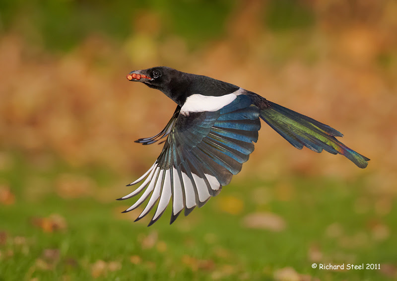 500px favs, rg443