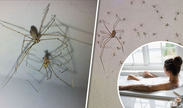 Long-legs spider and a woman in a bath