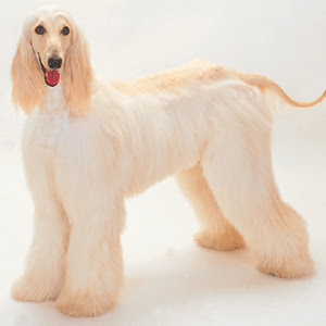 ワン ニャン図鑑 犬