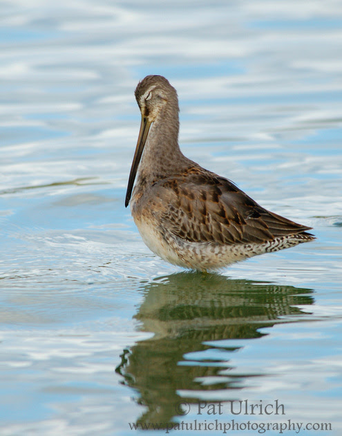 Photograph of a dowitcher standing tall while preening