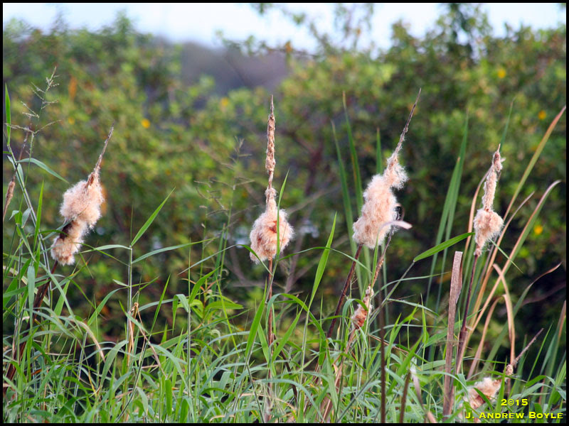 Cattails