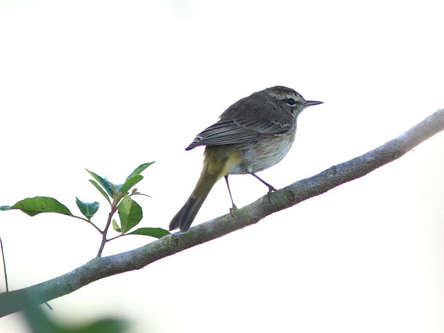 Palm Warbler 20130128