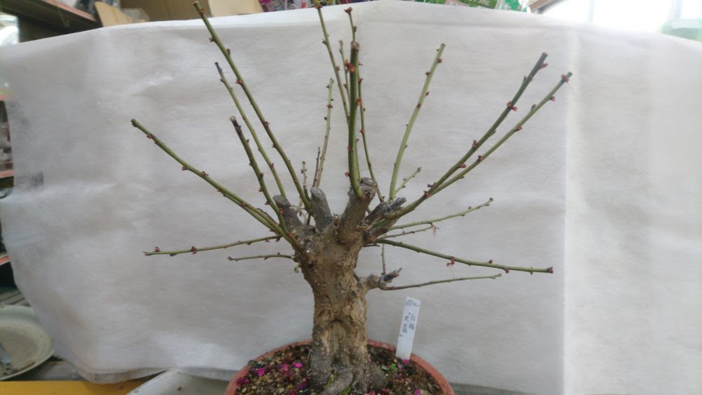 梅盆栽植え替えします 花屋さんの植物管理ブログ