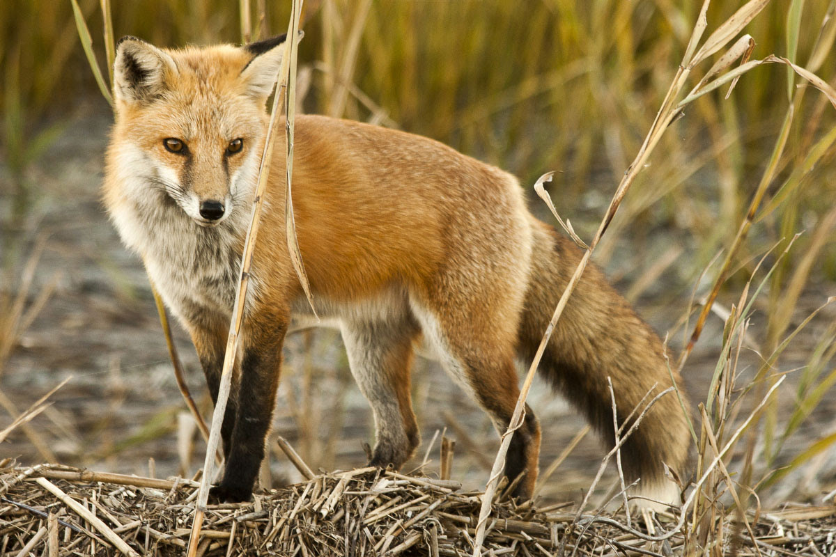 Animal Kingdom: quot;Red Foxquot; by Terry Reber  Terry captured this fox