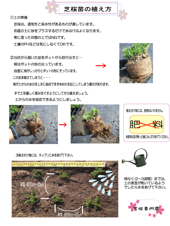 芝桜についての質問 Q 真夏や真冬の植え付けもできますか A 芝桜は 年間を通して植え付けができます お勧めの季節は お住まいの地域での花の咲く前より梅雨入り前まで 秋は 涼しさを感じ始めた頃より秋が深まるまでの頃です 夏は 湿度と水