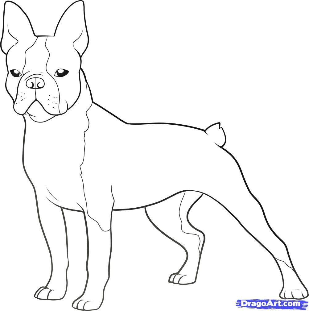 Boston Terrier Coloring Pages Printable - Coloring Home