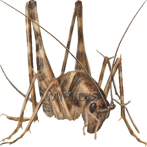 竈馬 カマドウマ 便所コオロギのイラスト 条件付フリー素材集